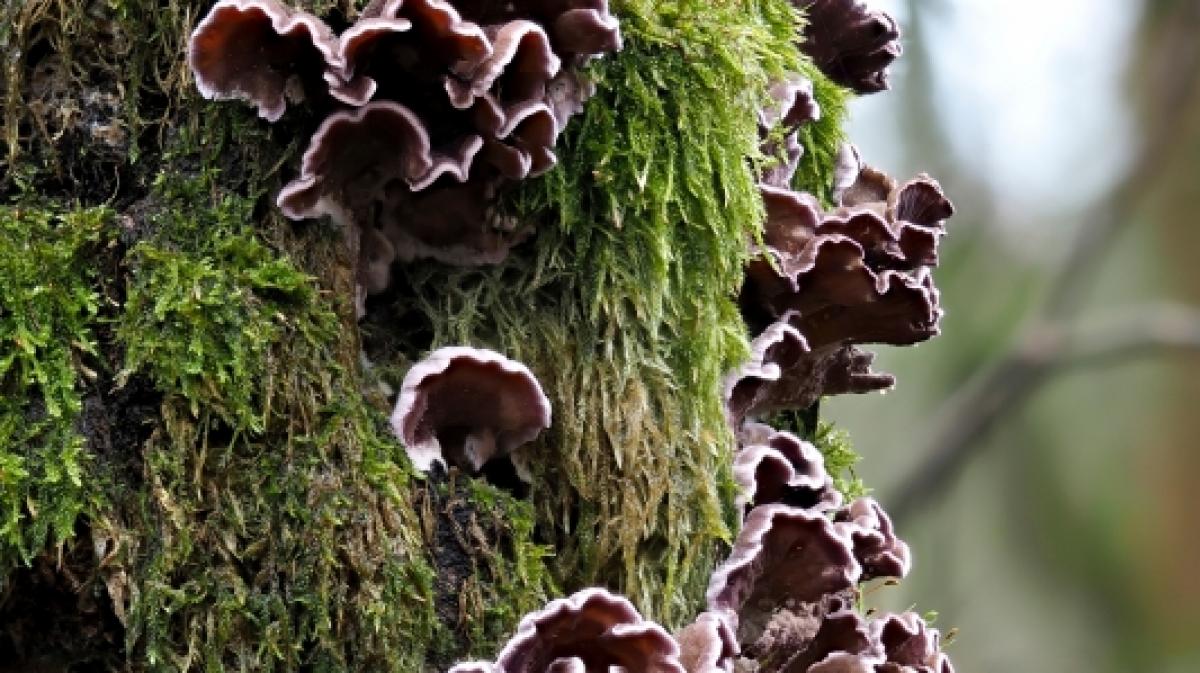 Ein Mann hat sich mit dem Pilz&nbsp;Chondrostereum purpureum infiziert. (Symbolfoto) (Foto)