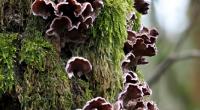 Ein Mann hat sich mit dem Pilz Chondrostereum purpureum infiziert. (Symbolfoto)