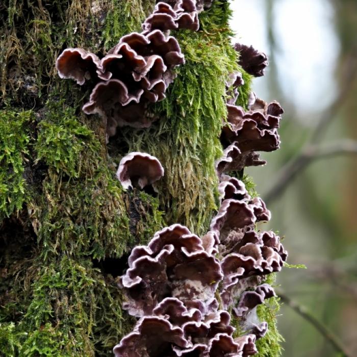 Erster Mensch in Indien infiziert! Baum-Killer-Pilz erschüttert Ärzte