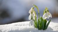 Kommt der Frühling schon im Februar?