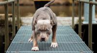 Zwei Pitbulls haben einem Mädchen in den USA die Kopfhaut abgerissen.