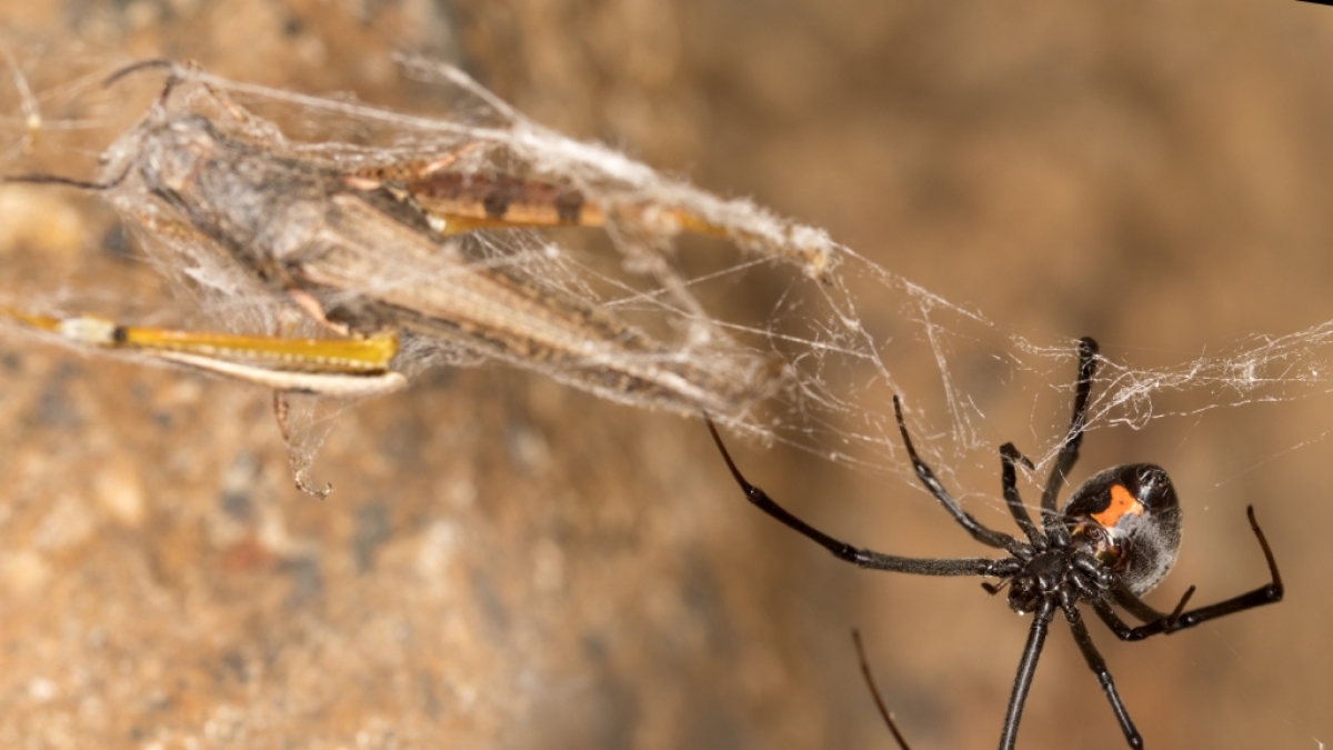 Der Biss einer Spinne endete f&uuml;r einen Mann aus Gro&szlig;britannien mit einer Amputation (Symbolbild). (Foto)
