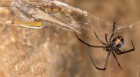 Der Biss einer Spinne endete für einen Mann aus Großbritannien mit einer Amputation (Symbolbild).