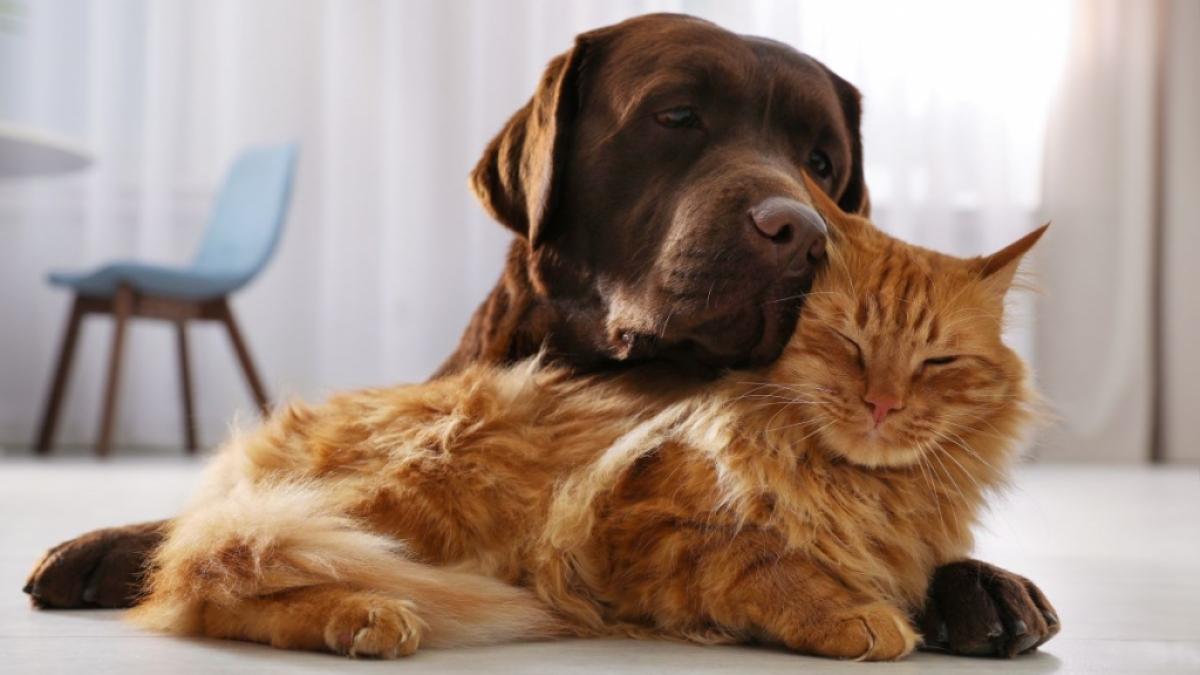 Hund oder Katze? Kann die Haustierwahl mit der Pers&ouml;nlichkeit zusammenh&auml;ngen? (Foto)