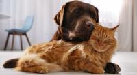 Hund oder Katze? Kann die Haustierwahl mit der Persönlichkeit zusammenhängen?