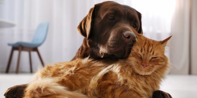 Hunde- oder Katzenmensch?