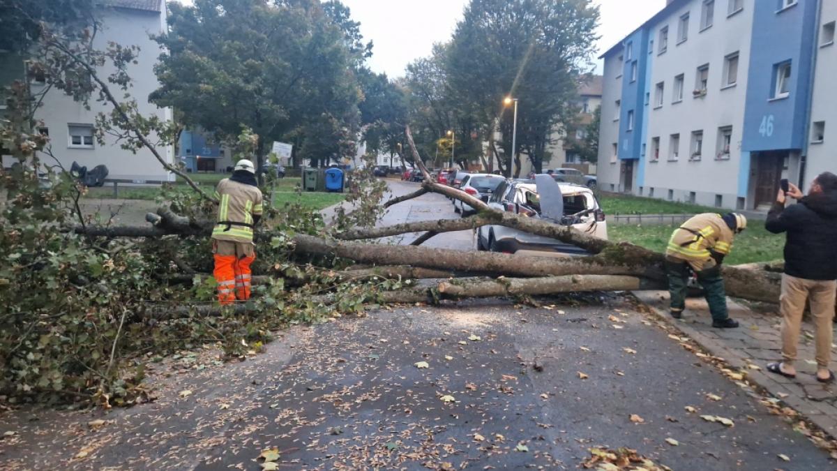 Aufgrund von Sturmb&ouml;en umgefallene B&auml;ume halten auch die Feuerwehr in Bamberg (Bayern) auf Trab. (Foto)