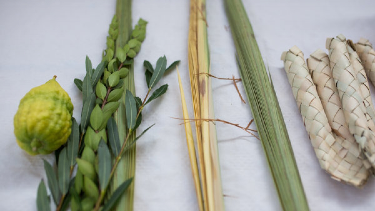 Im Judentum sind der Palmzweig, der Myrtenzweig, die Bachweide und die Zitrusfrucht gel&auml;ufige Symbole f&uuml;r das Laubh&uuml;ttenfest Sukkot, das 2016 vom 17. bis 23. Oktober gefeiert wird. (Foto)
