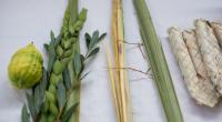 Im Judentum sind der Palmzweig, der Myrtenzweig, die Bachweide und die Zitrusfrucht geläufige Symbole für das Laubhüttenfest Sukkot, das 2016 vom 17. bis 23. Oktober gefeiert wird.