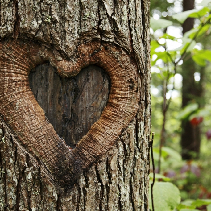 Frau liebt einen Baum und will ihn heiraten