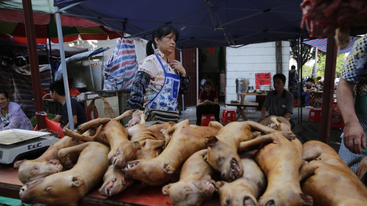 Beim Hundefleisch-Festival in China werden j&auml;hrlich Tausende Tiere verspeist. (Foto)