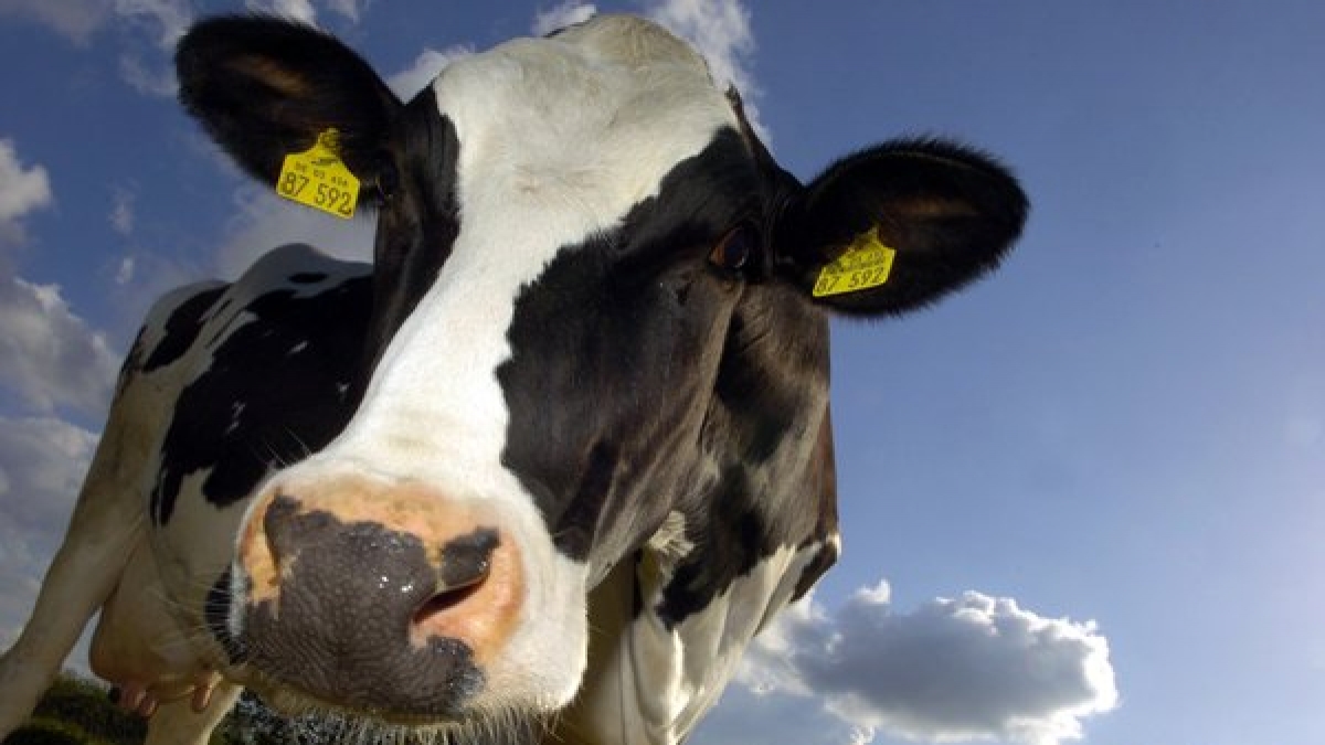 Kühe stehen idealerweise auf der Weide und geben Milch. Manchmal allerdings finden wir sie auch da, wo wir sie nicht vermuten... (Foto)
