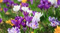 Können wir uns auf einen warmen Frühling freuen?