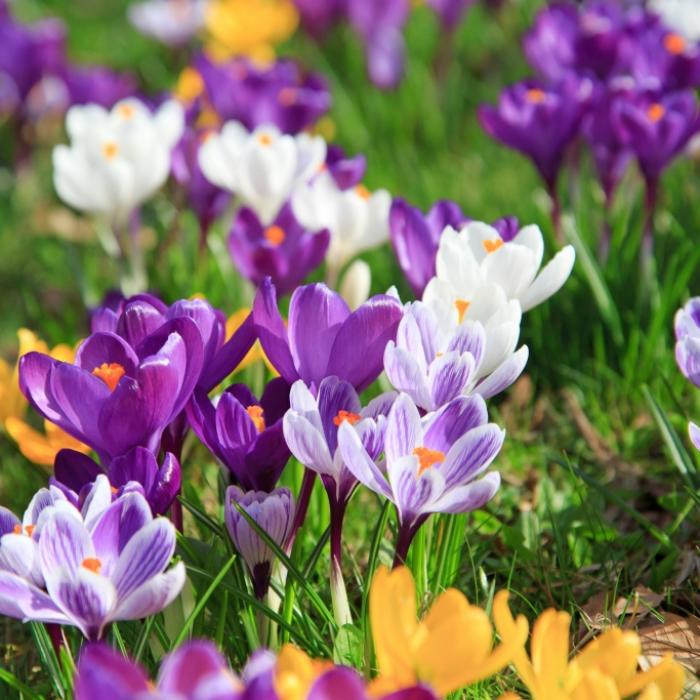 Droht eine bittere Frühlingsflaute? Das sagt der 100-jährige Kalender