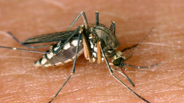 Eine Ausbreitung des West-Nil-Virus wird befürchtet.