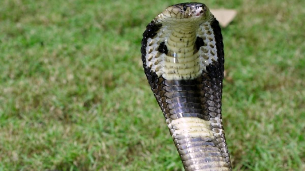 Mit diesem Reptil ist nicht zu spa&szlig;en: Der Biss einer Kobra ist in den meisten F&auml;llen ein Todesurteil. (Foto)