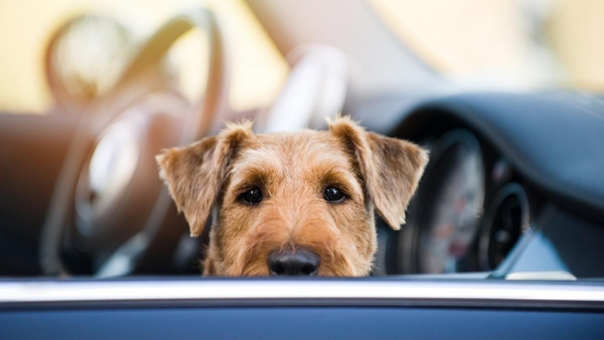 In den USA hat ein Familienhund offenbar einen t&ouml;dlichen Autounfall verursacht, bei dem ein elfj&auml;hriger Junge ums Leben kam. (Symbolfoto) (Foto)