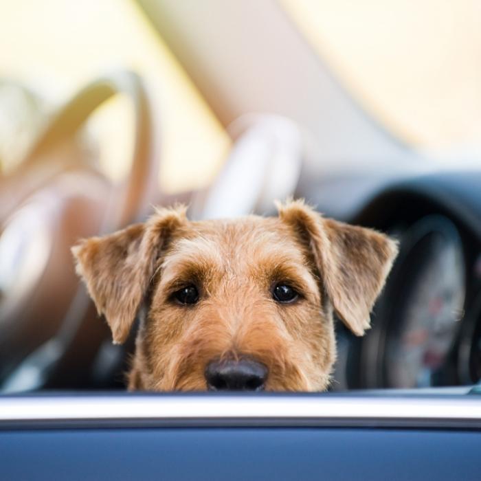 Hund tritt aufs Gaspedal! Kind (11) stirbt bei tragischem Auto-Unfall
