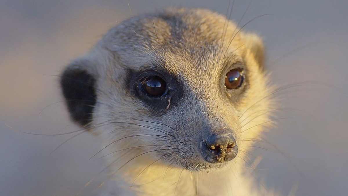 Die Wildnis Afrikas: Vier Jahreszeiten bei Arte (Foto)