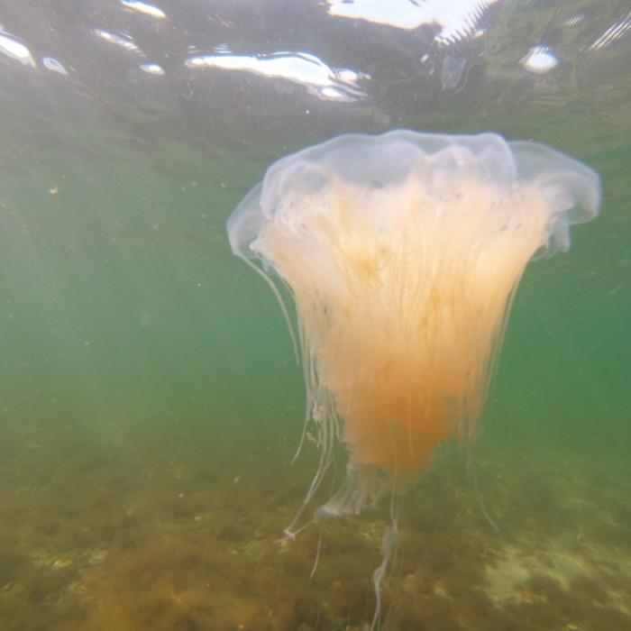 Quallen-Invasion! Experten warnen vor giftiger Plage