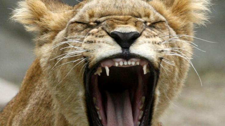 In einem russischen Zoo hat eine Löwin ein kleines Mädchen angegriffen.