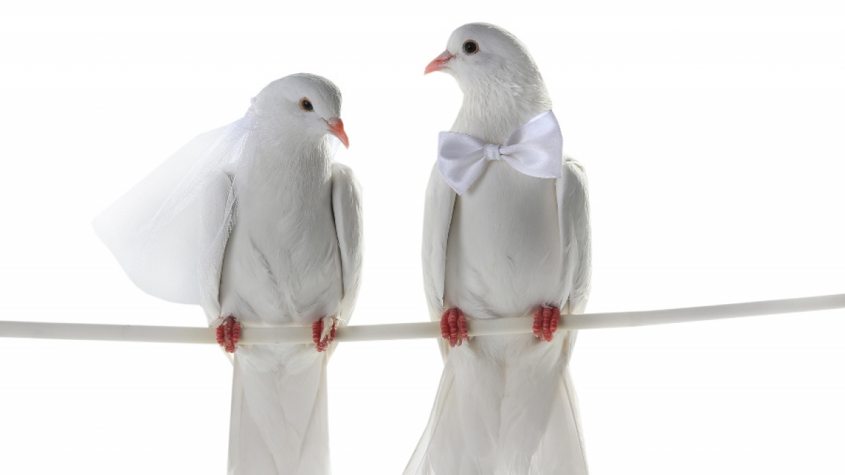 Sie heiraten Felsen, B&auml;ume und den Eiffelturm - Das sind die skurrilsten Hochzeiten aller Zeiten. (Foto)
