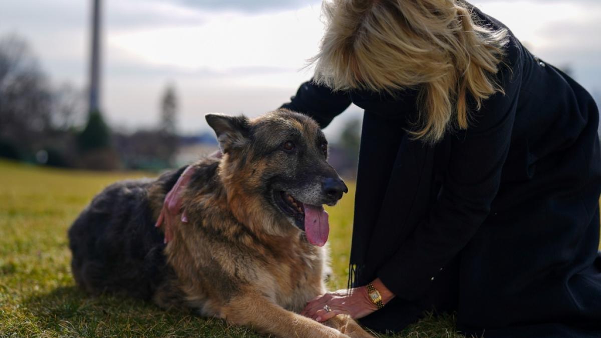 First Lady Jill Biden mit ihrem Sch&auml;ferhund Champ - der Vierbeiner ist nun nach 13 Jahren als Haustier der Bidens gestorben. (Foto)