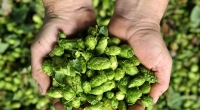 Nicht nur gut fürs Bier: Hopfen lindert Wechseljahresbeschwerden.