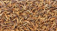 Mehlwurm-Pulver ist ab dem 10.02.2025 in Backwaren erlaubt.