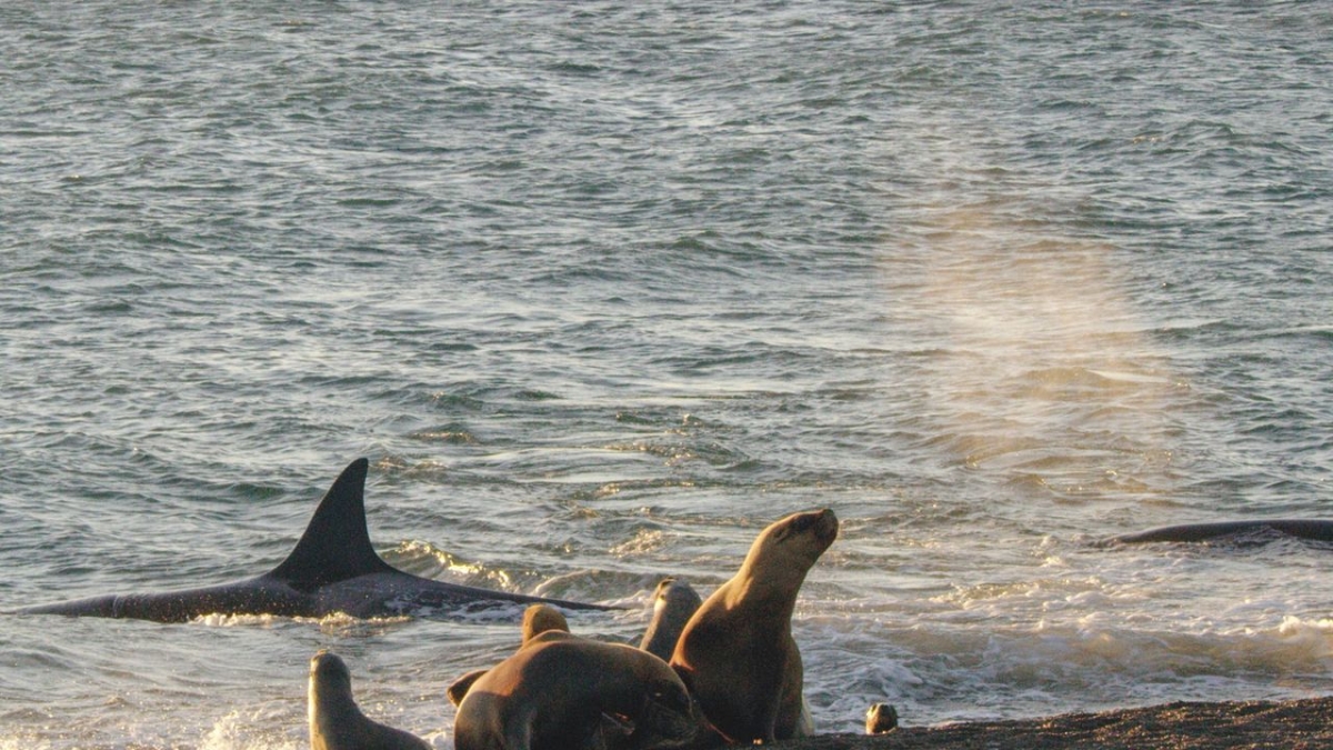 Tierische Freibeuter der Meere bei Arte (Foto)