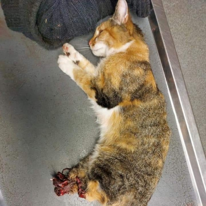 Schock-Bilder! Tierquäler hacken Katze Hinterbeine ab