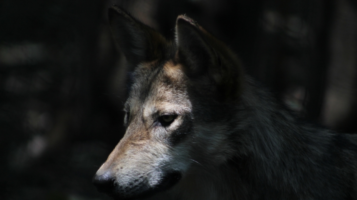 Ein Wolf wurde brutal ermordet und anschlie&szlig;end im See versenkt. (Foto)