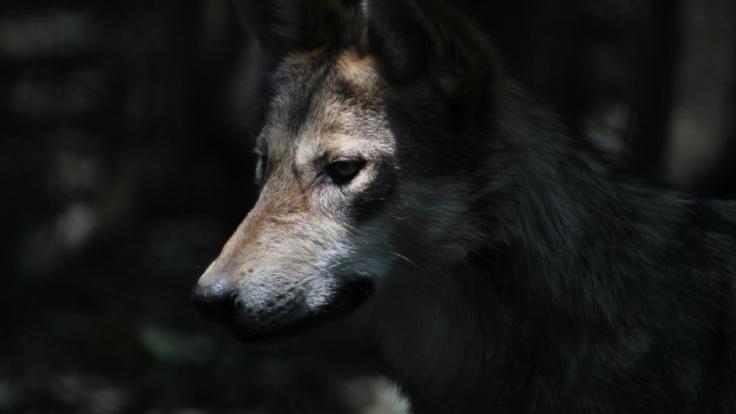 Ein Wolf wurde brutal ermordet und anschließend im See versenkt.