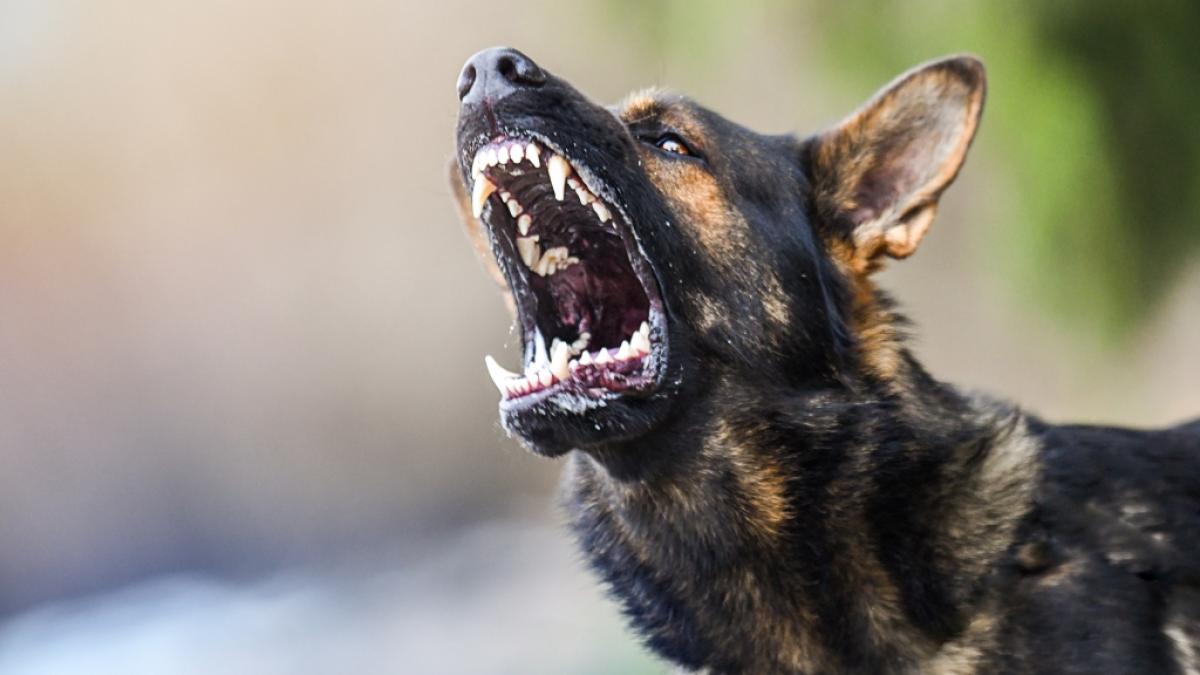 Bei einem Angriff ihres in Panik geratenen Hundes wurde der Schwedin Charlotta Oskarsson die Nase abgerissen (Symbolfoto). (Foto)