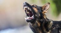 Bei einem Angriff ihres in Panik geratenen Hundes wurde der Schwedin Charlotta Oskarsson die Nase abgerissen (Symbolfoto).