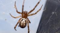 Nicht in Bananenkisten, sondern über den Pflanzenhandel hat sich die giftige Spinne mit dem Namen 