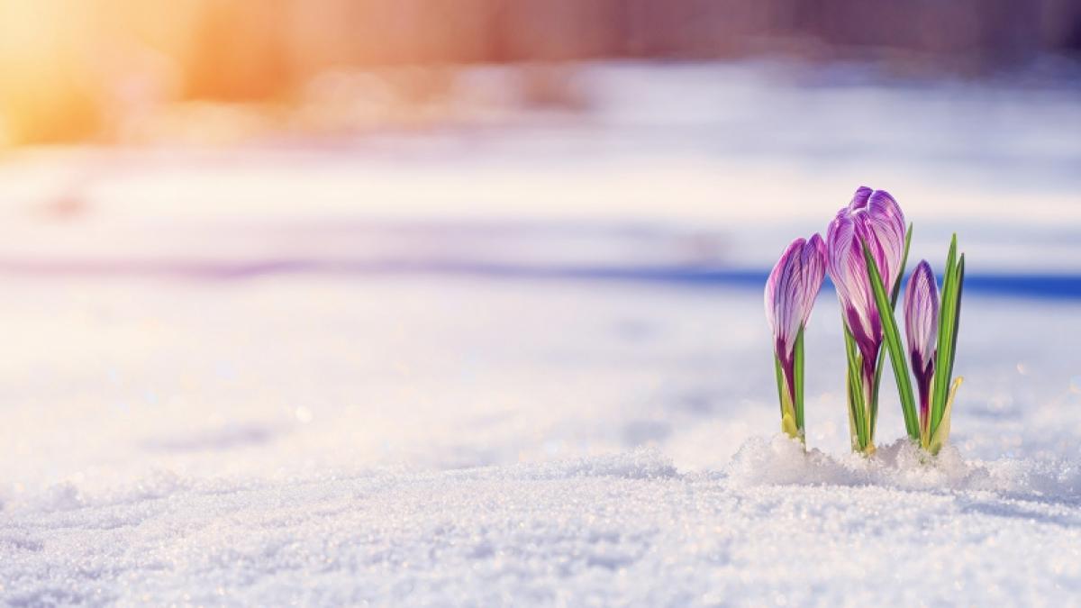 D&uuml;rfen wir uns auf einen warmen Fr&uuml;hling freuen? (Foto)