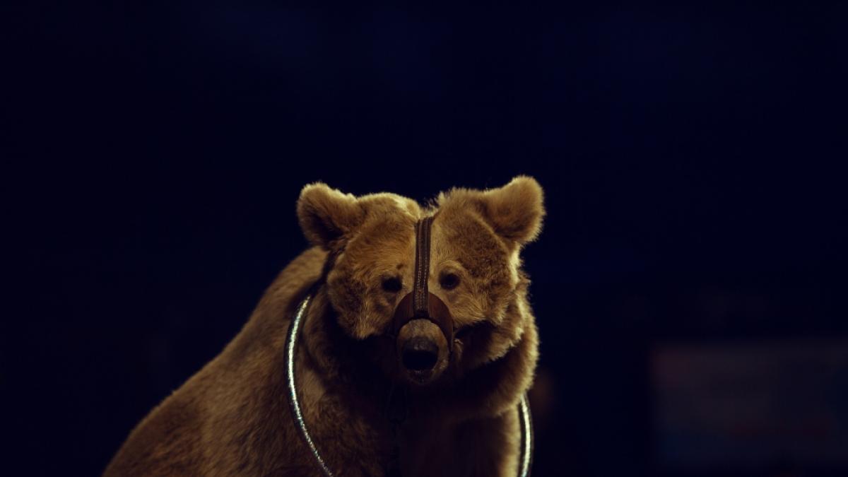 In Russland hat ein Zirkus-B&auml;r seine Trainiern angegriffen. (Foto)