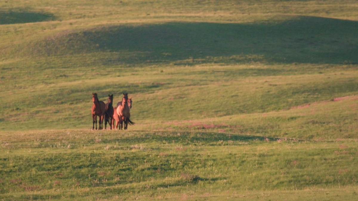 Kanadas Naturerbe bei Arte (Foto)