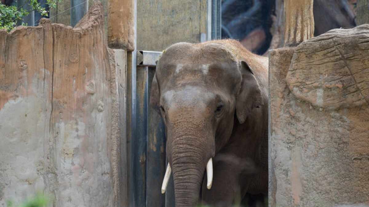 Im Leipziger Zoo wurde ein Tierpfleger offenbar von einem Elefanten verletzt. (Foto)