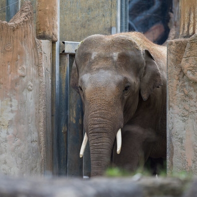 Unfall oder Attacke? Elefant verletzt Pfleger - Klinik!