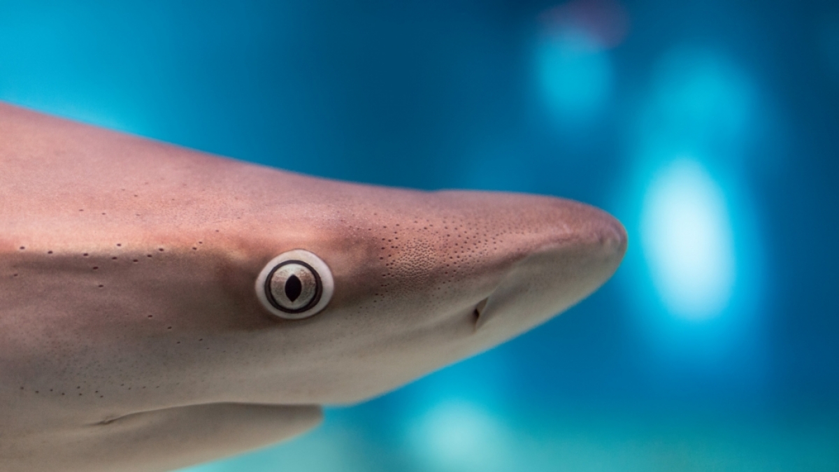 Forscher haben im Mittelmeer einen Hai mit zwei K&ouml;pfen gefunden. (Foto)