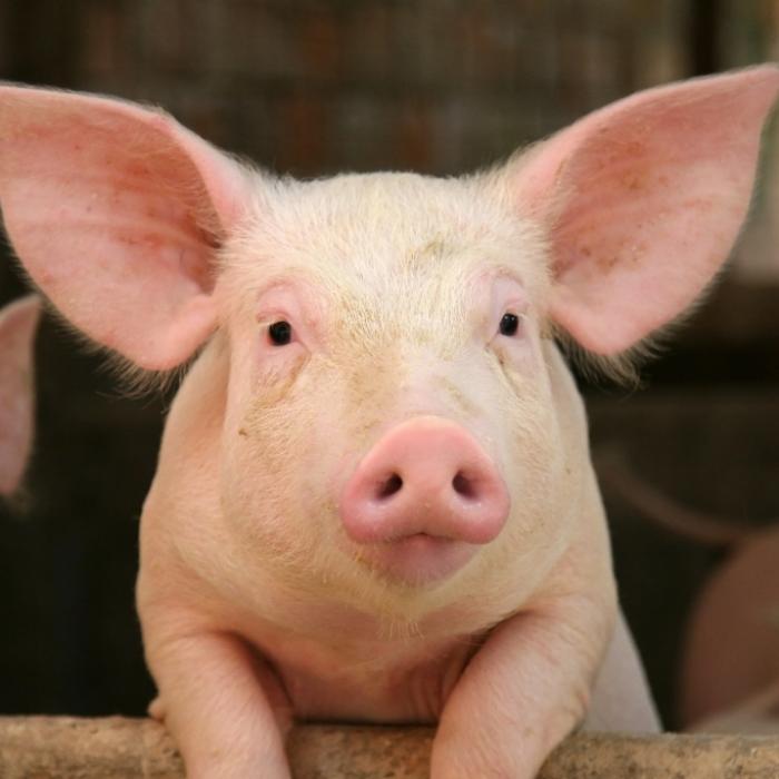 Schock-Video! Schwein an Bungee-Seil 68 Meter in die Tiefe geworfen