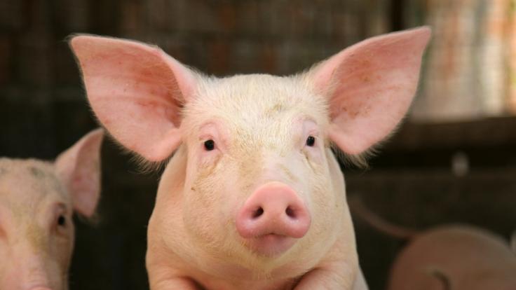 Das wehrlose Schwein wurde einfach in die Tiefe gestürzt.