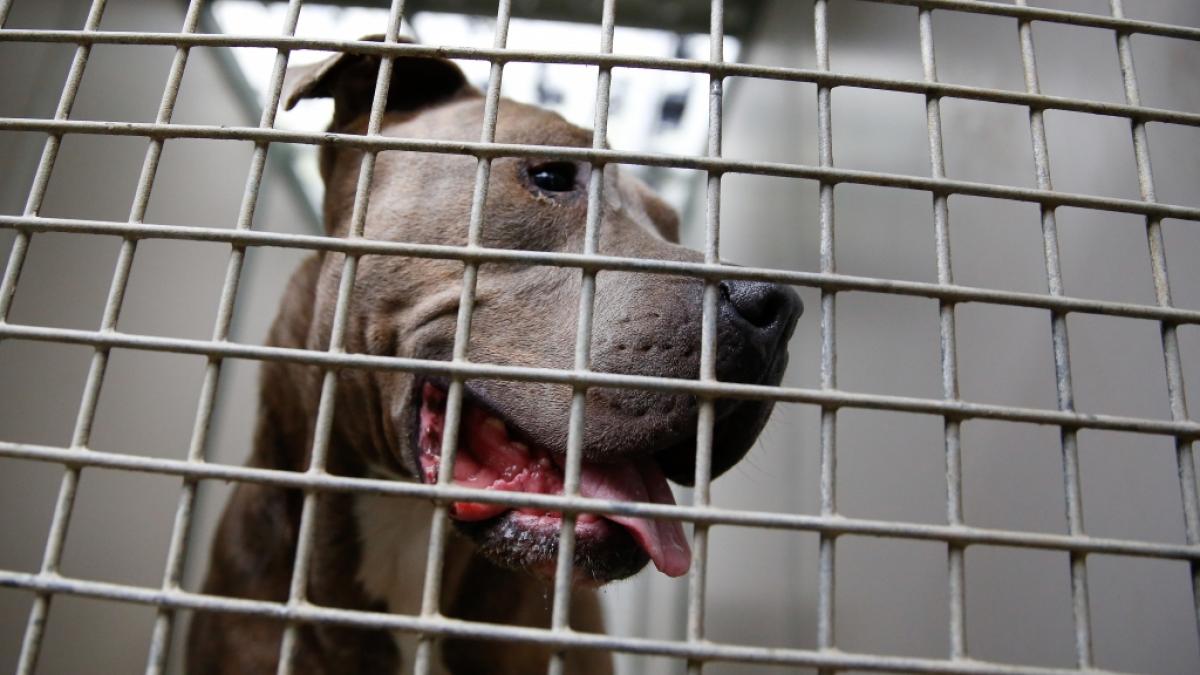 Ein Staffordshire Bullterrier hat ein Kleinkind angefallen. (Foto)