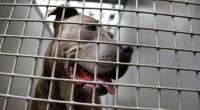 Ein Staffordshire Bullterrier hat ein Kleinkind angefallen.