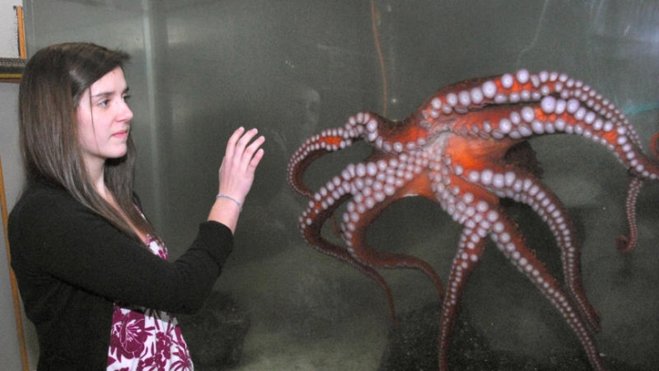 Menschen mögen den Oktopus - ob als wissenschaftliches Faszinosum (wie auf diesem Symbolfoto) oder auf dem Teller.