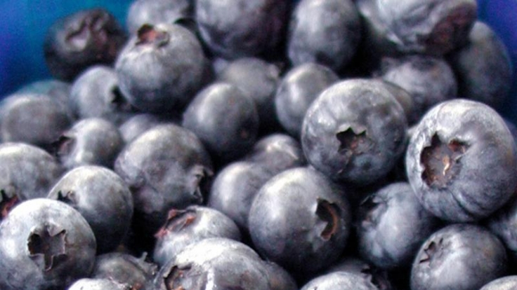 Heidebeeren kühl lagern und schnell verzehren