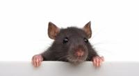 Am 25. Januar 2020 läuten die Chinesen das Jahr der Ratte ein. 