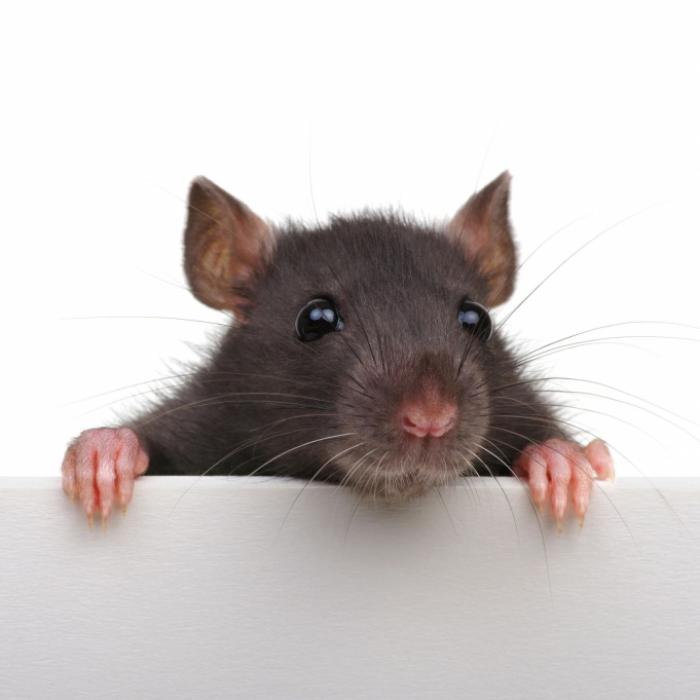 Jahr der Metall-Ratte! Droht 2020 ein Atomkrieg? 